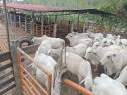 FINCA GANADERA PUERTO BERRIO ANTIOQUIA FINCA GANADERA PUERTO BERRIO ANTIOQUIA