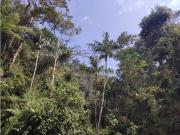 Vendo finca el Carmen de Viboral. 559 Hecta bosque, aguas