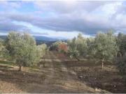 FINCA RÚSTICA