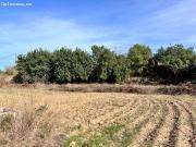 Finca rústica Alcudia