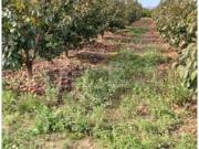 Finca Rústica Alzira