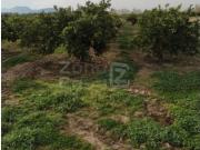 Finca Rústica Alzira