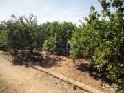 Finca Rústica Alzira