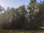 FINCA RÚSTICA CERCA DE LA POBLACIÓN DE AMPOSTA CON...