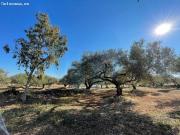 Finca rústica con dos casetas de campo