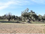 Finca rústica con maset a rehabilitar y olivos