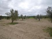 Finca rústica con olivos en Muro