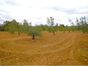 Finca rústica con olivos en Muro