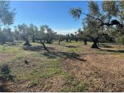 Finca Rústica con Olivos y Vistas al Mar en L’Ampolla