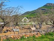 Finca Rústica de 11.700 m² con acogedora casa de campo...