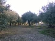 Finca rústica de 1 jornal con olivares en plena producción