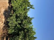Finca rustica de 226 HECTAREAS.posibilidad montar placas...