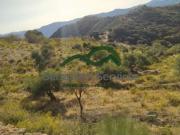 Finca Rústica de Almendros, Higueras y Olivar, Buena...