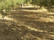 FINCA RUSTICA EN CHERIN