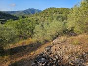 FINCA RÚSTICA EN FABARET, AMPOSTA
