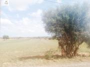 FINCA RÚSTICA EN INCA CON BUEN ACCESO