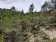 FINCA RUSTICA EN MORA D´EBRE CON MASIA DE PIEDRA SECA