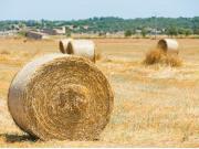 Finca rústica en Muro
