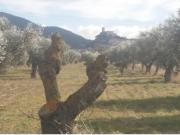 Finca rústica en producción! Con posibilidad de construir!