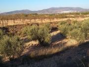 Finca Rústica en venta CASTALLA