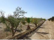 Finca rustica en Venta en Abanillas, Murcia
