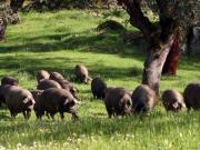 Finca rústica en Venta en Alanís