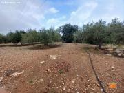 FINCA RUSTICA EN VENTA EN ALCANAR PLAYA TARRAGONA