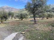 Finca rústica en Venta en Alcaucín