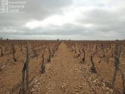 Finca rústica en Venta en Alcázar de San Juan