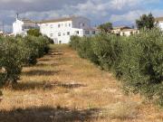 Finca rústica en Venta en Alcóntar