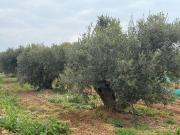 Finca rústica en Venta en Altafulla