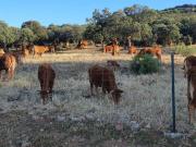 Finca rústica en Venta en Área Rural Valverde Las Casas