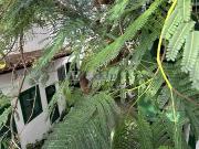 Finca rústica en Venta en Arico