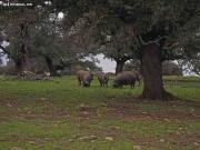 Finca rustica en Venta en Badajoz, Badajoz