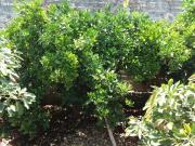 Finca rustica en Venta en Buenavista del Norte, Santa...