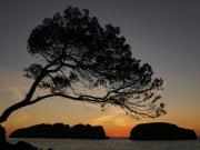 Finca rústica en Venta en Calvià pueblo