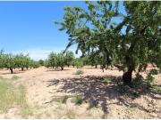 Finca rustica en Venta en Cazamular, Murcia
