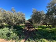 Finca rústica en Venta en Centro