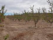 Finca rústica en Venta en Cieza