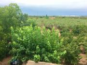 Finca rustica en Venta en Constantín, Tarragona