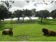 Casa chalet en Venta en Coria