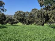 Finca rústica en Venta en Don Benito