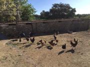 Finca rústica en Venta en El Pedroso