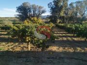 Finca rustica en Venta en Estación de Cártama, Málaga Finca rustica en Venta en Estación de Cártama, Málaga