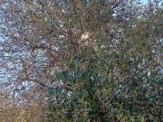 Finca Rústica en Venta en Flix, Tarragona