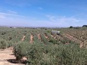 Finca rústica en Venta en Bobadilla Bobadilla Estación...
