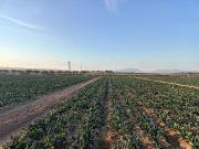 Finca rústica en Venta en Jerónimo y Avileses