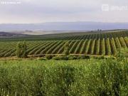 Finca rustica en Venta en Los Sevillanos, Sevilla
