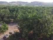 Finca rústica en Venta en Montroy