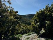 Finca rústica en Venta en Motril ciudad